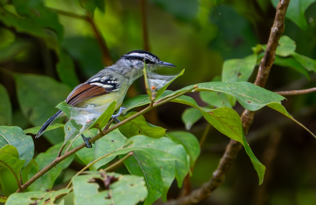 Rusty-winged Antwren - ML643390468
