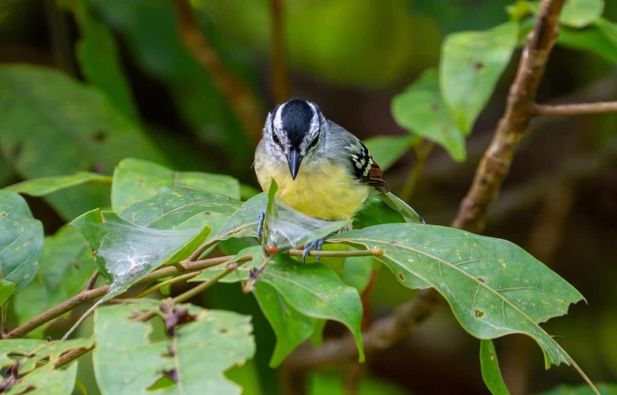 Rusty-winged Antwren - ML643390469