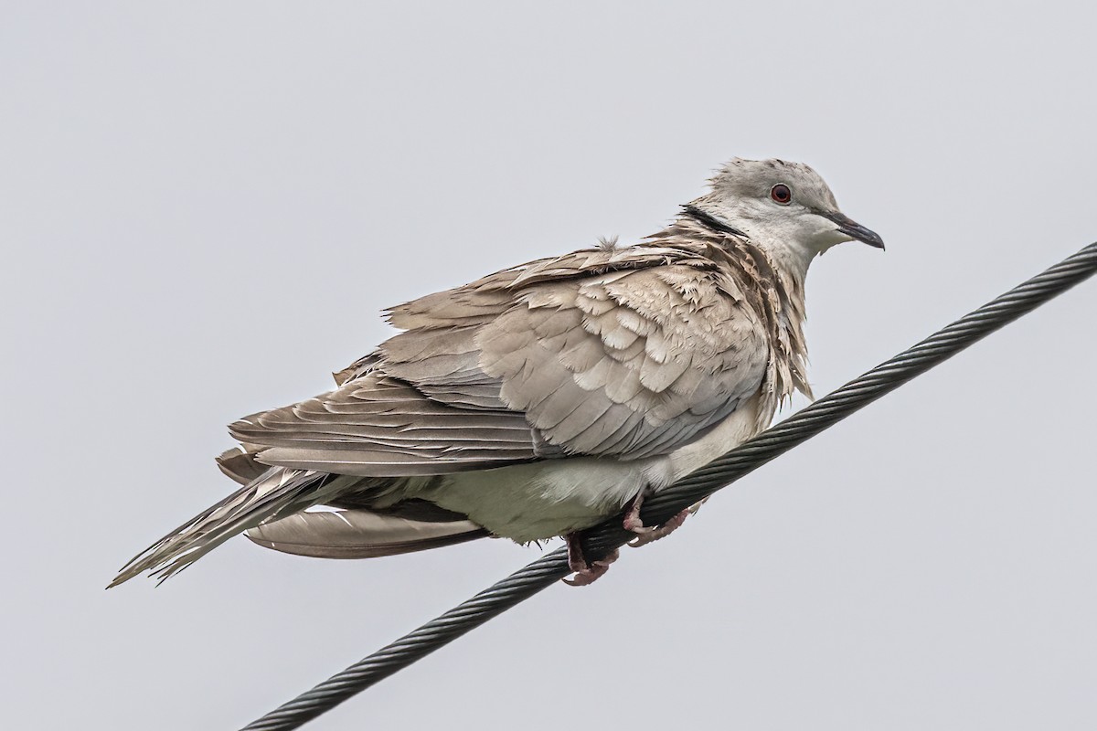 African Collared-Dove - ML643390479