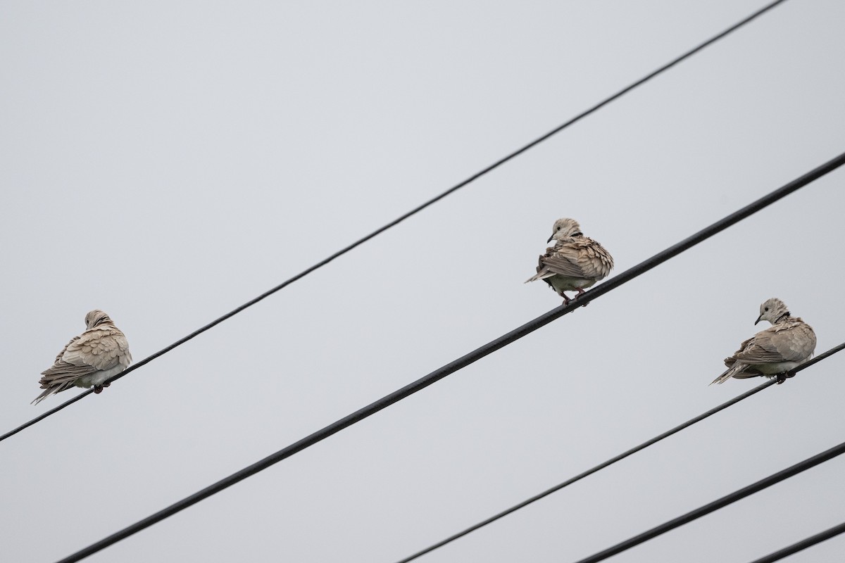 African Collared-Dove - ML643390481
