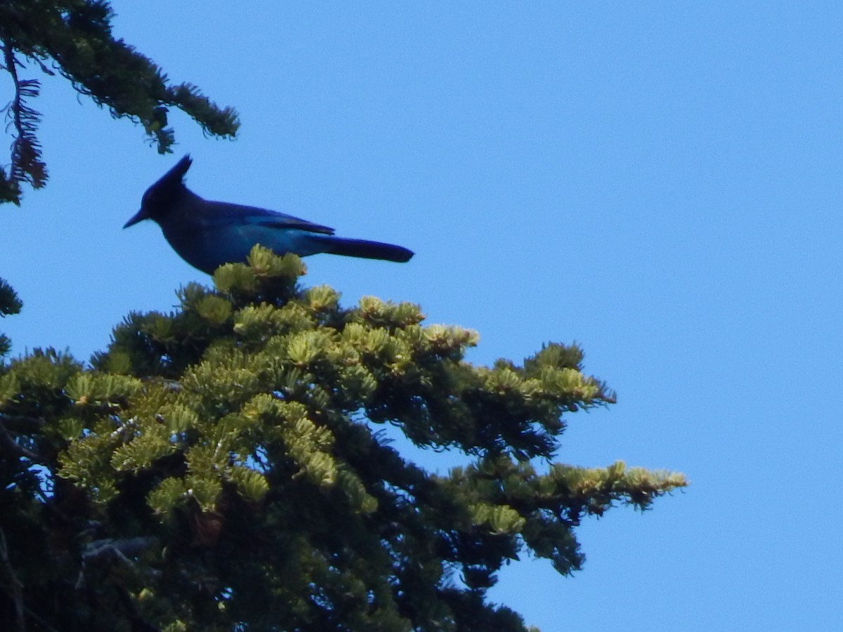 Steller's Jay - ML643390495