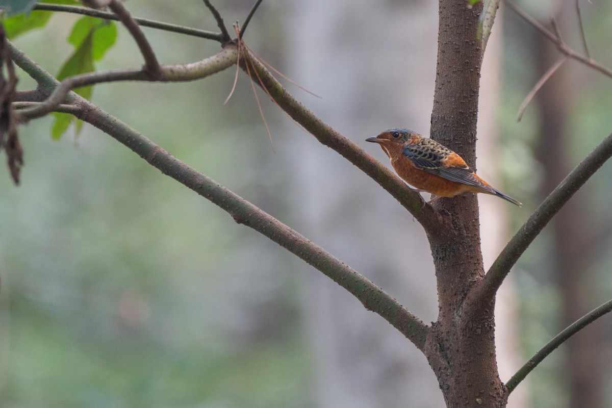White-throated Rock-Thrush - ML643390496