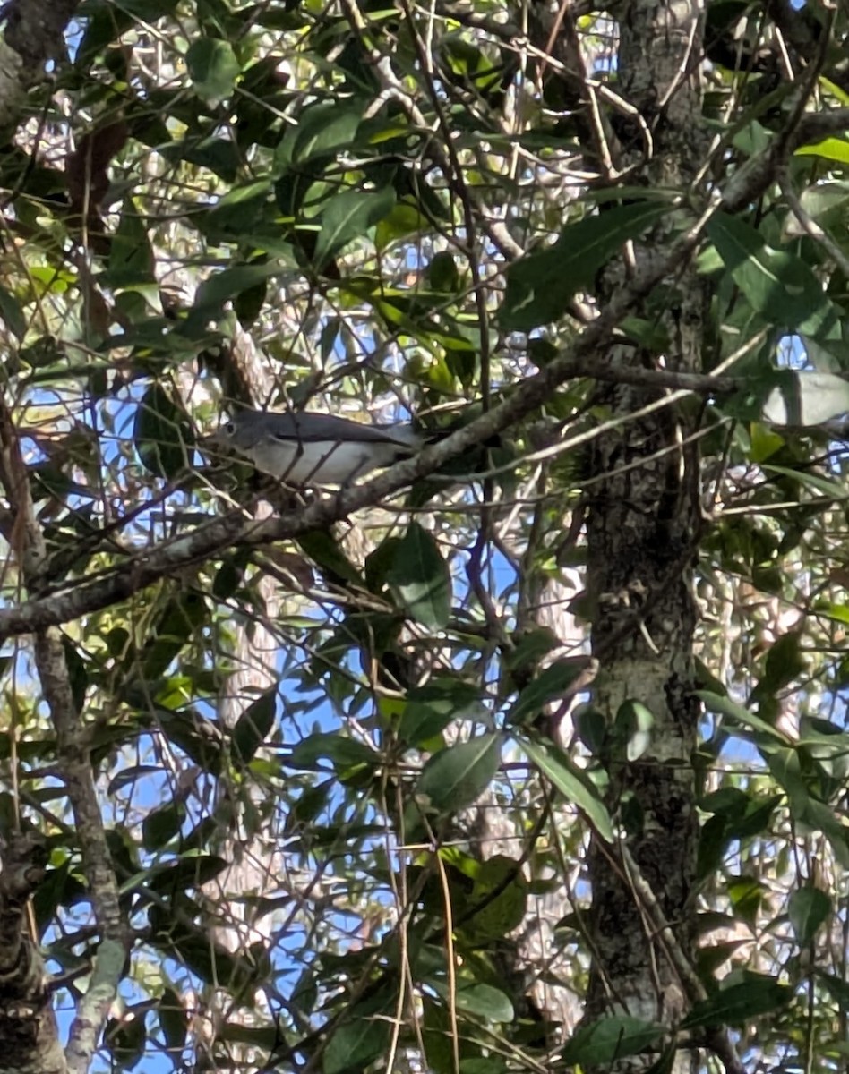 Blue-gray Gnatcatcher - ML643390521