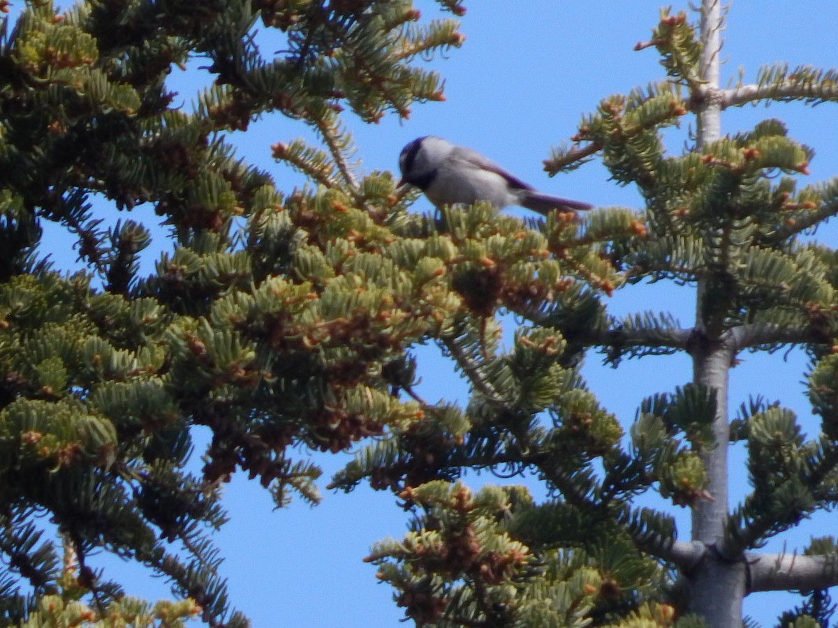 Mountain Chickadee - ML643390524