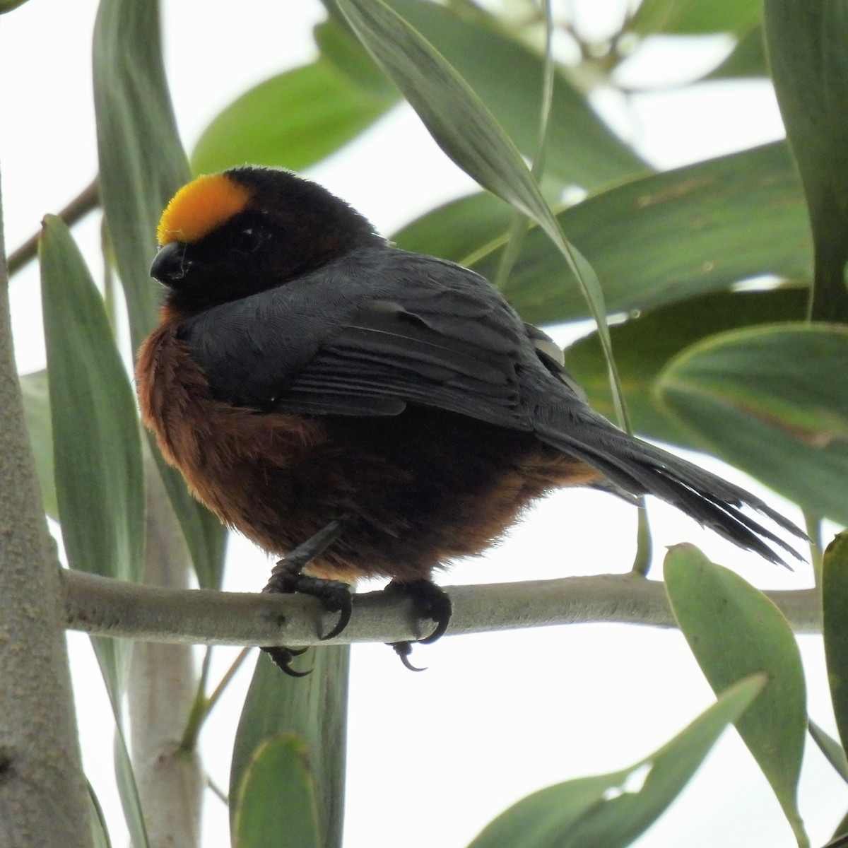 Plushcap - ML643390526