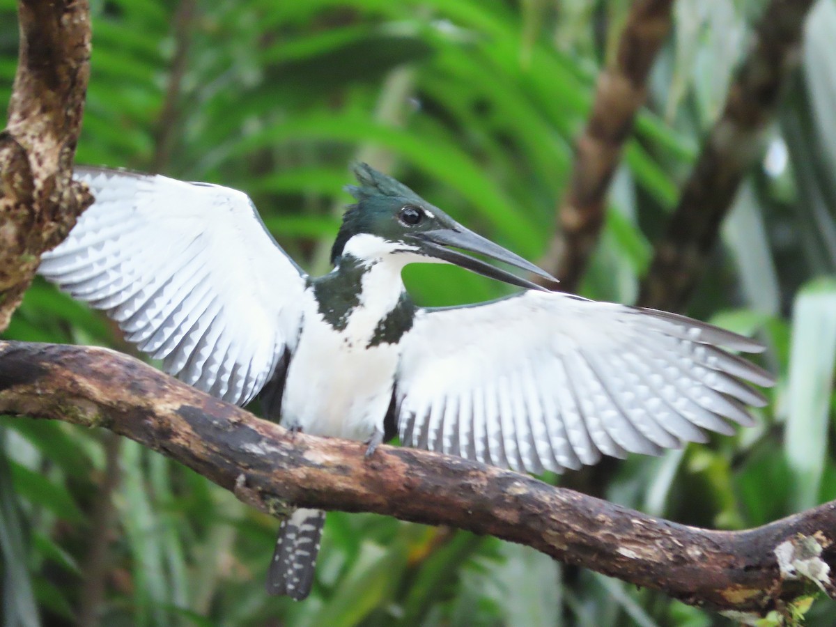 Amazon Kingfisher - ML643390574