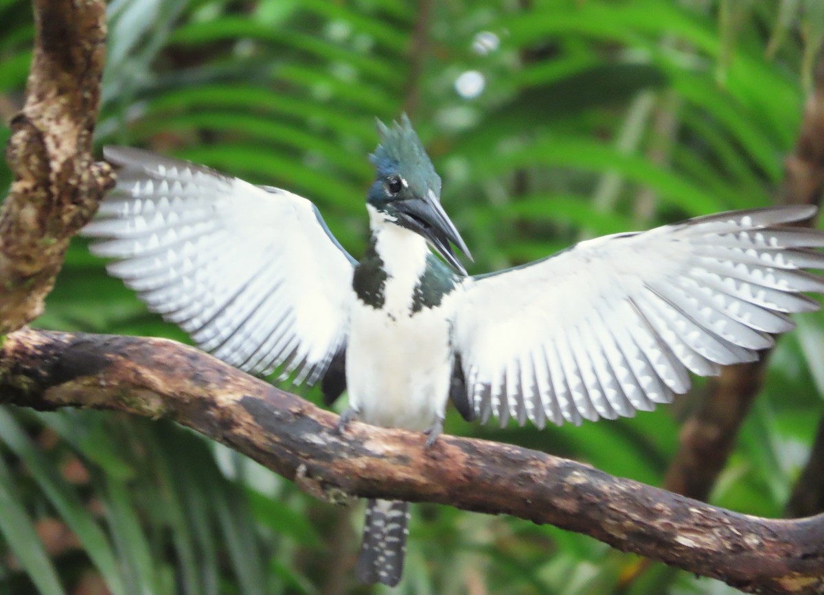 Amazon Kingfisher - ML643390576