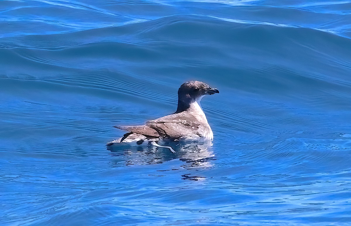 Puffinure plongeur - ML643390579