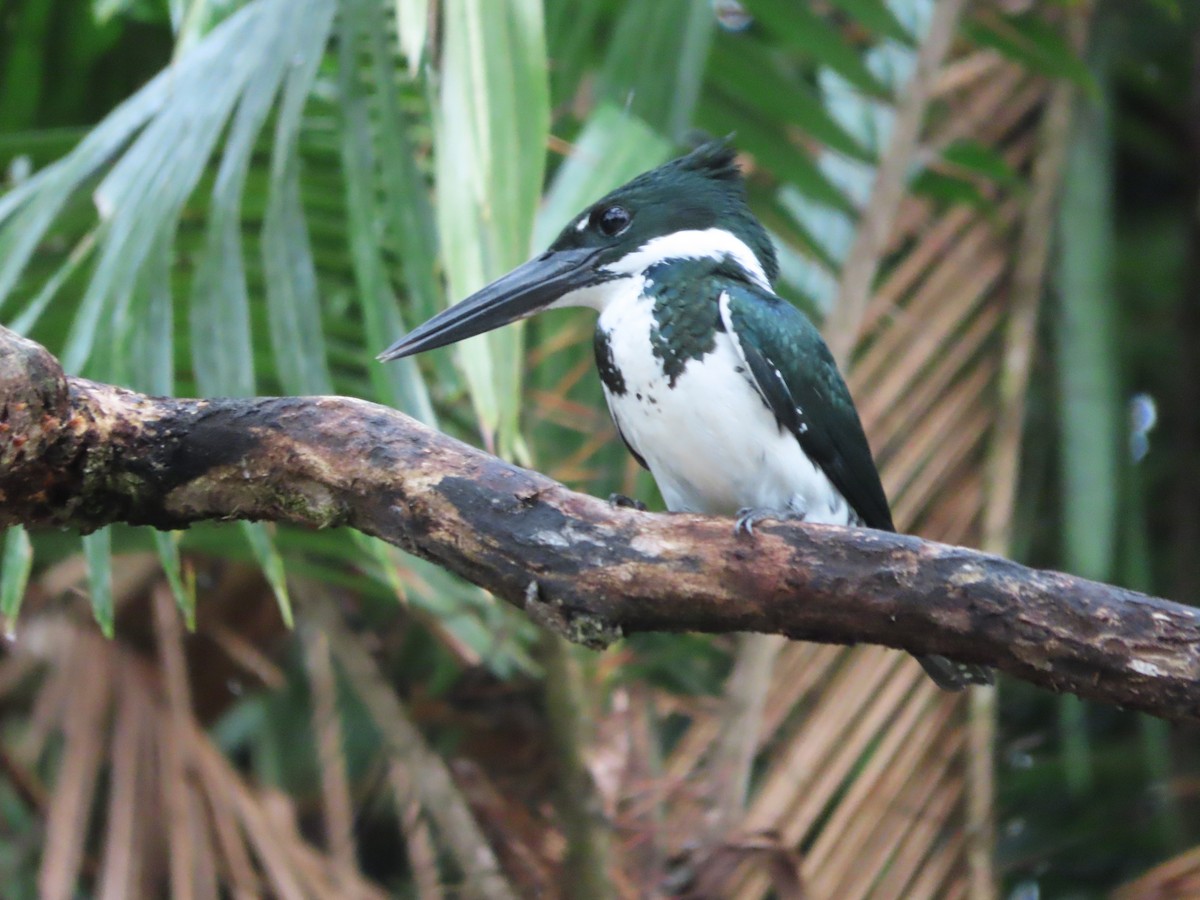 Amazon Kingfisher - ML643390580