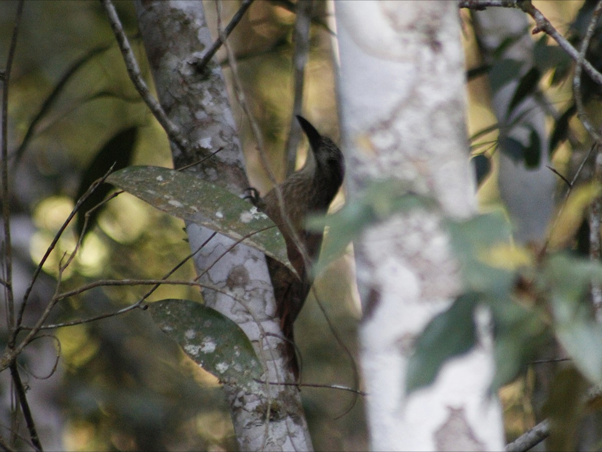 White-throated Woodcreeper - ML643390594
