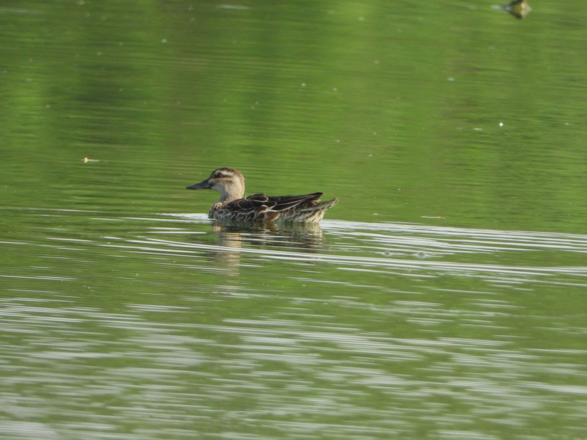 Garganey - ML643390598