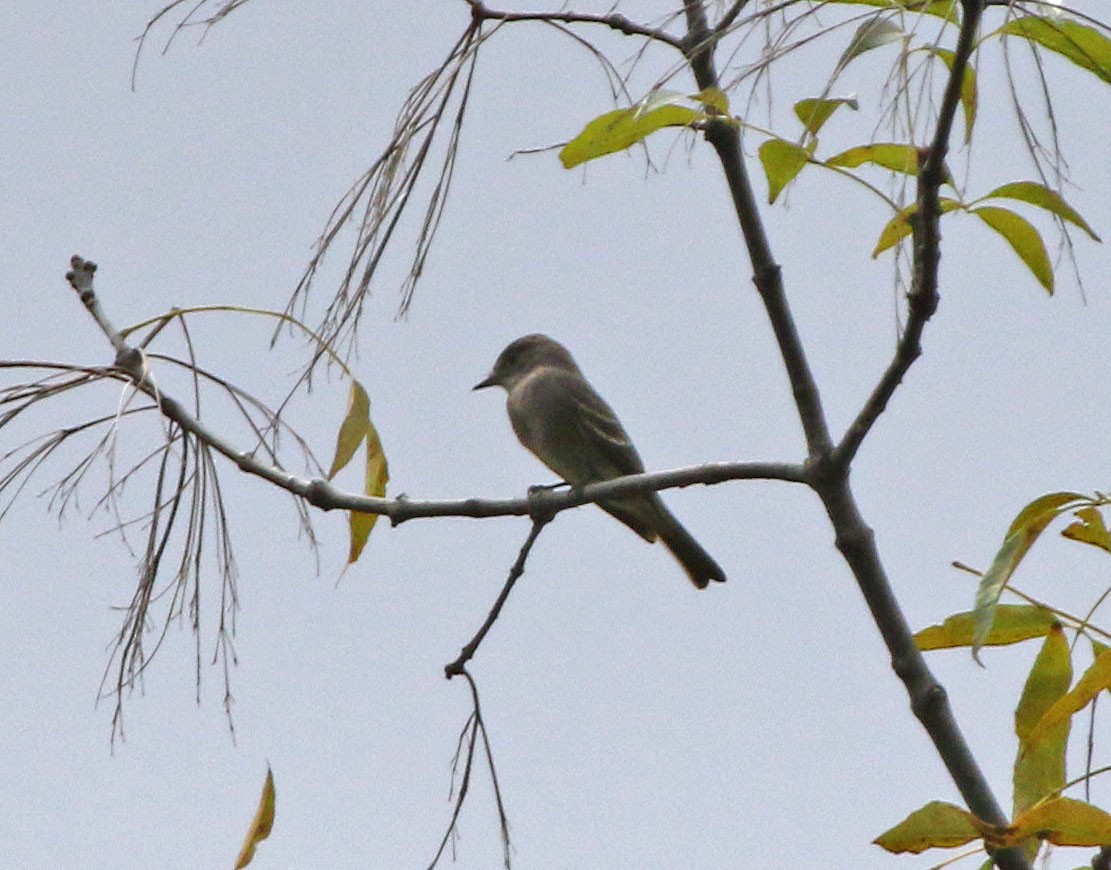 Greater Pewee - ML643390606