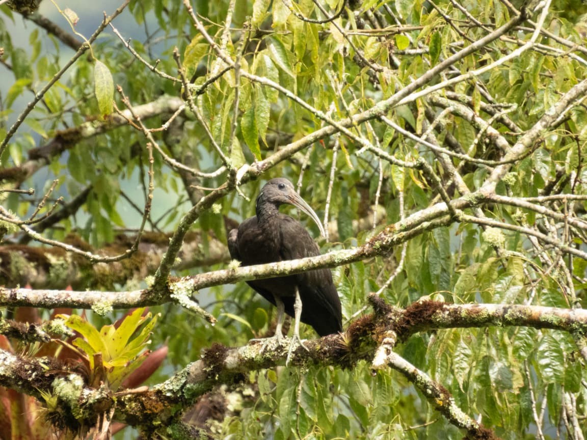 Green Ibis - ML643390623