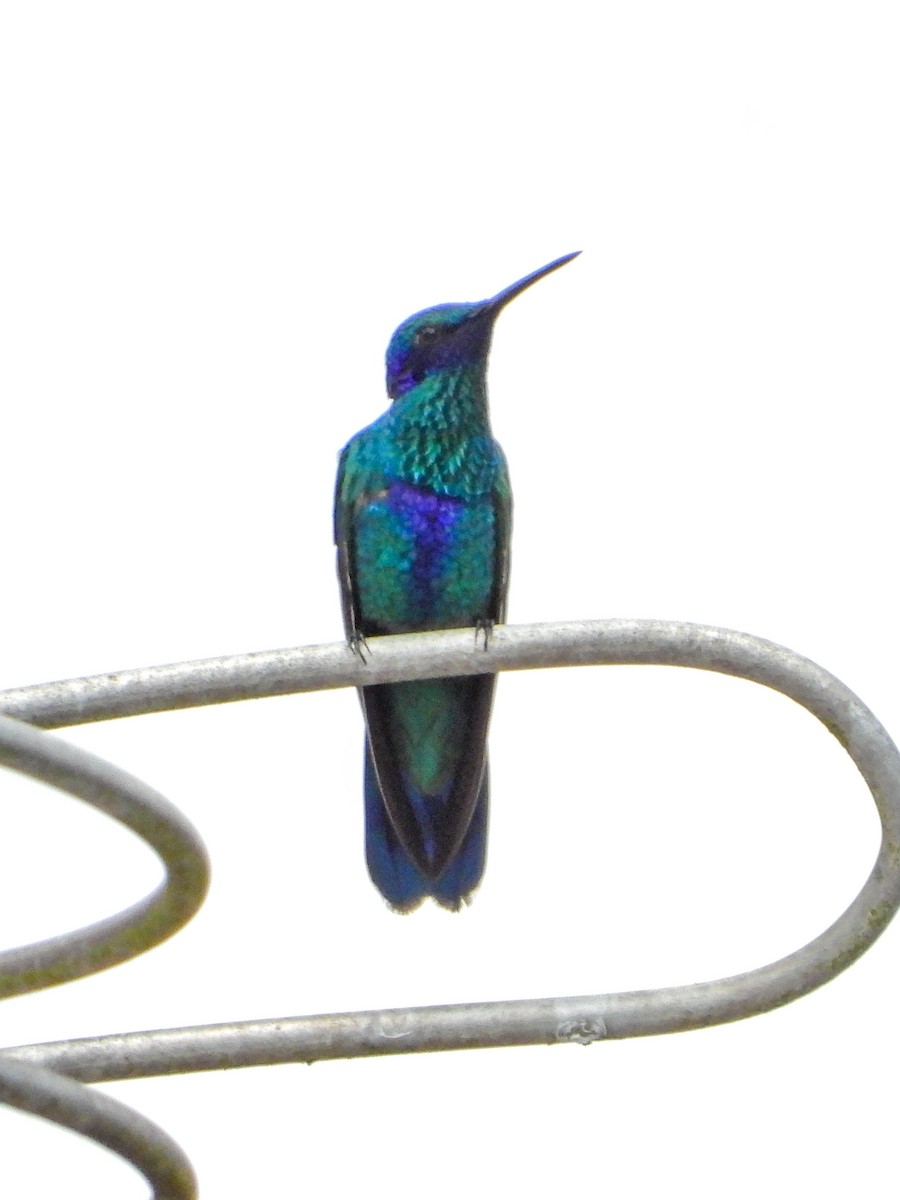 Sparkling Violetear - ML643390636