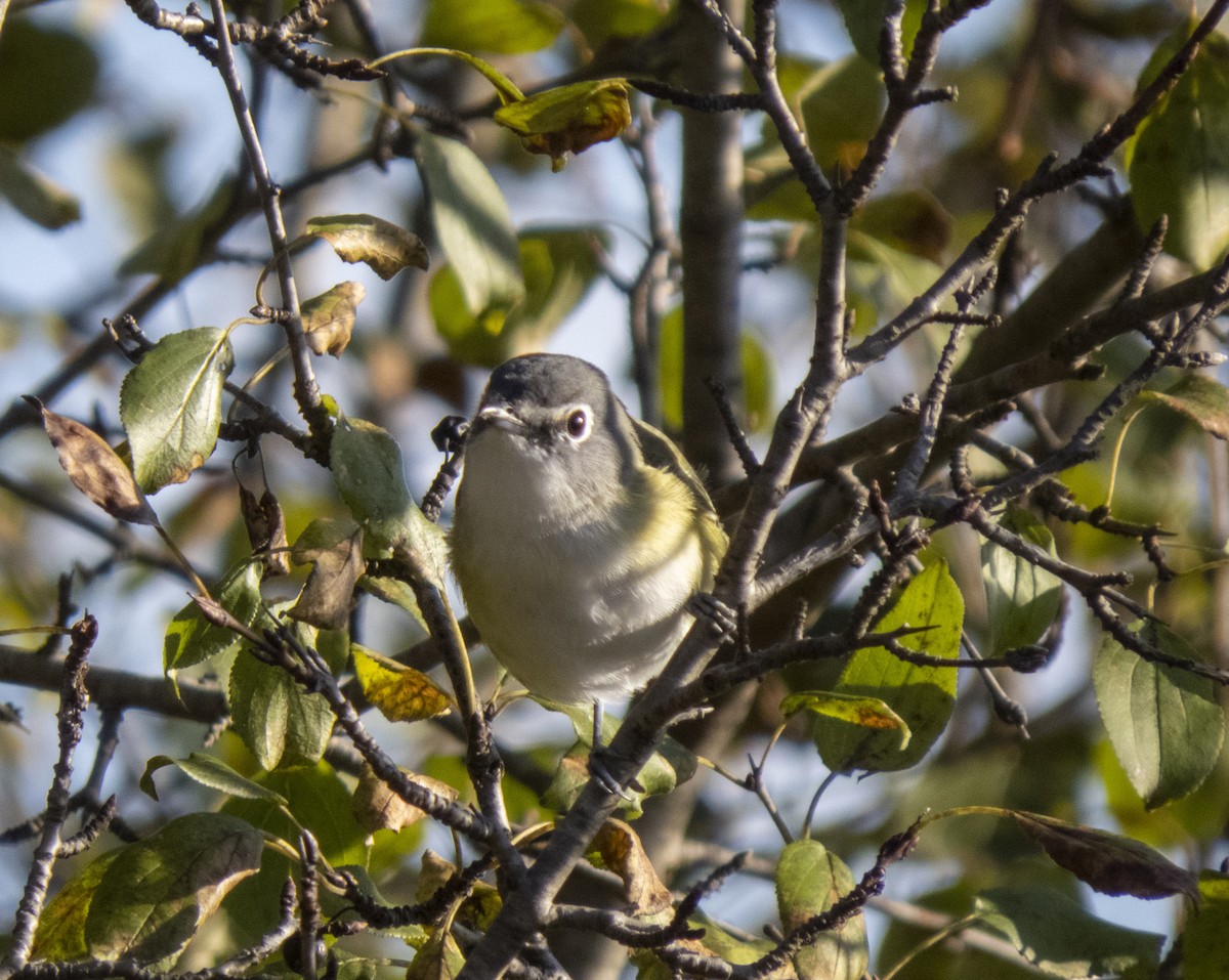 Blue-headed Vireo - ML643390642