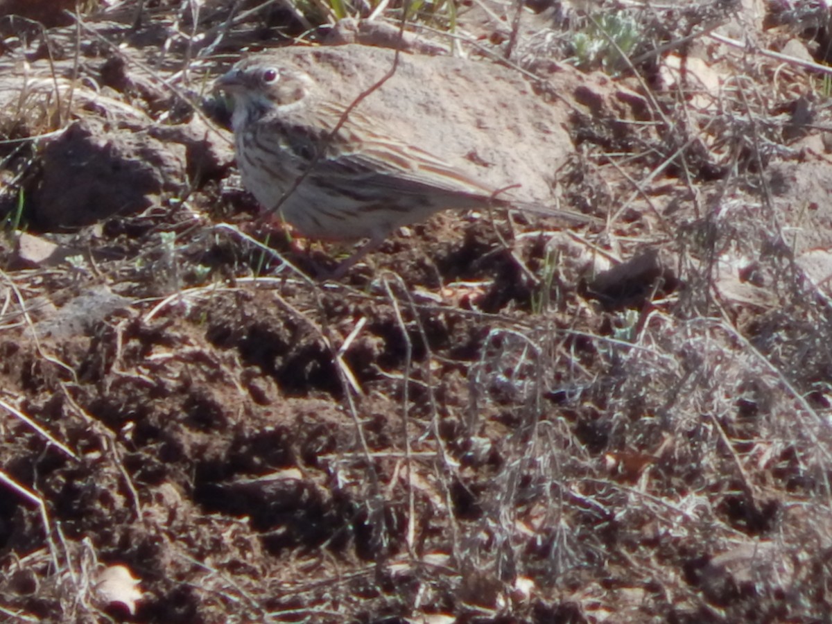 Vesper Sparrow - ML643390647