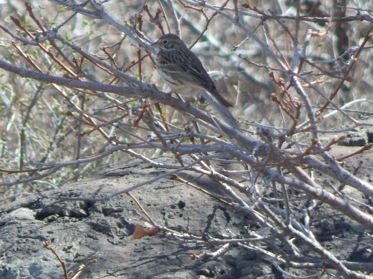 Vesper Sparrow - ML643390648