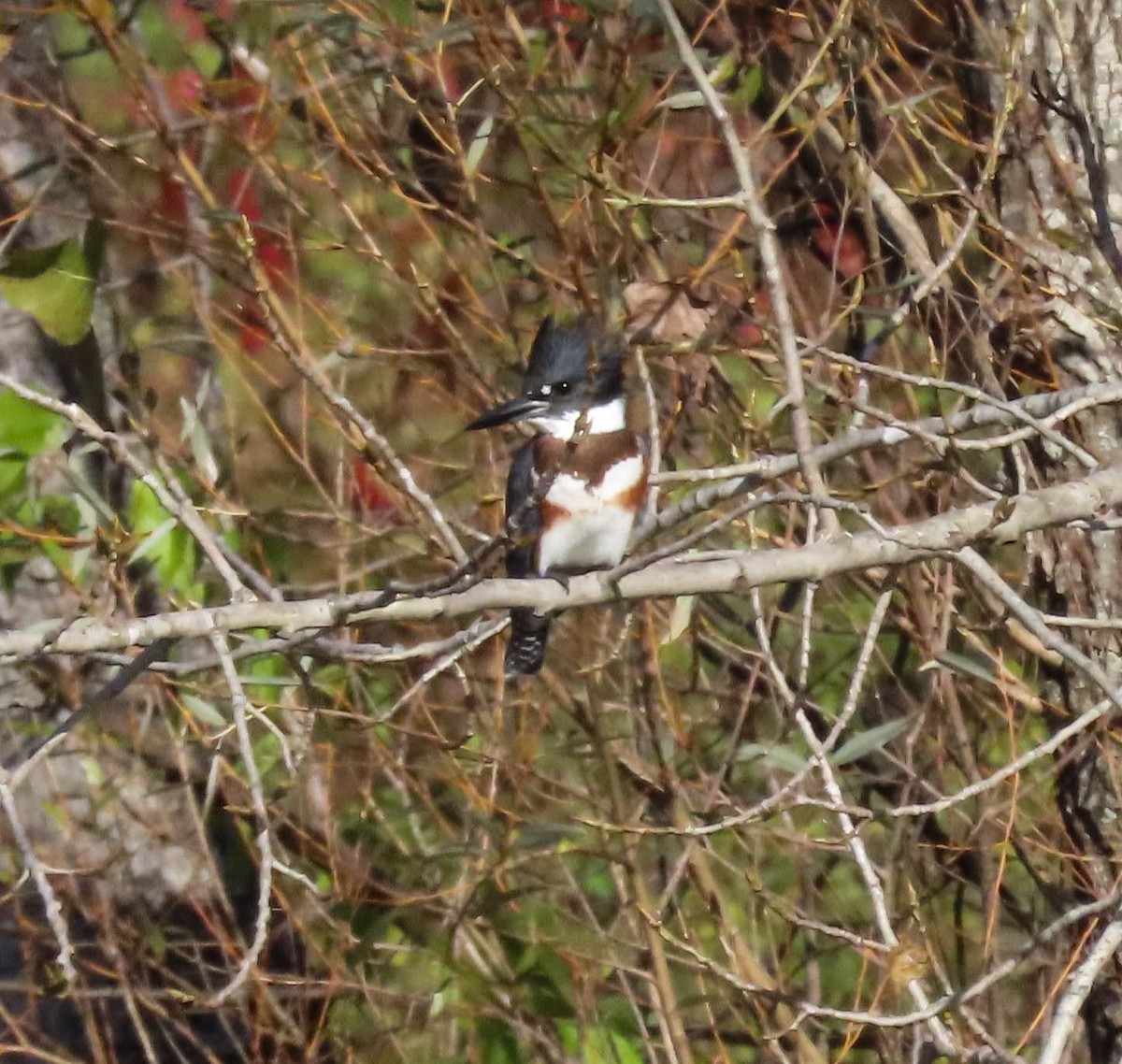 Belted Kingfisher - ML643390653