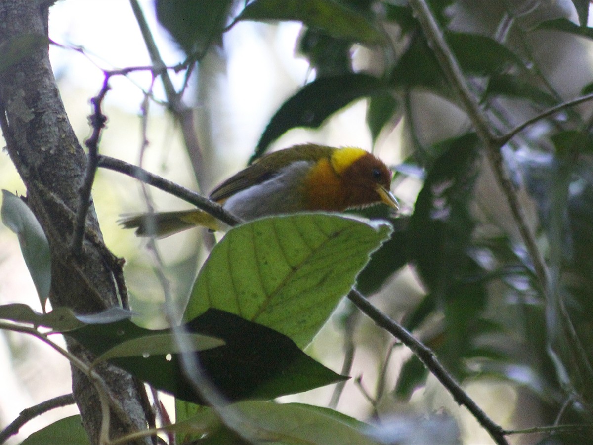 Rufous-headed Tanager - ML643390658