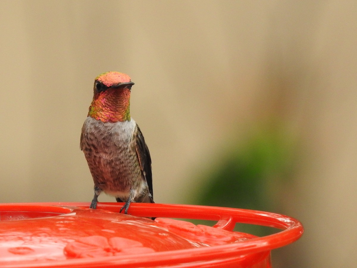 Anna's Hummingbird - ML643390666