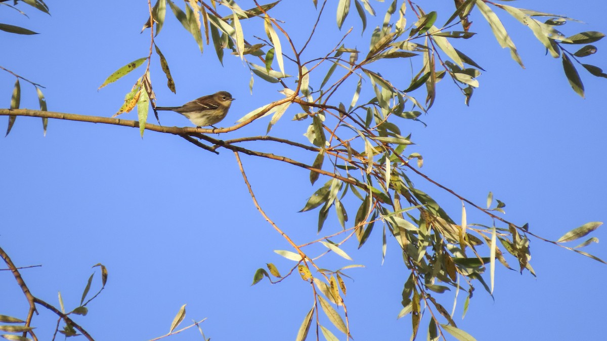 Yellow-rumped Warbler (Myrtle) - ML643390676
