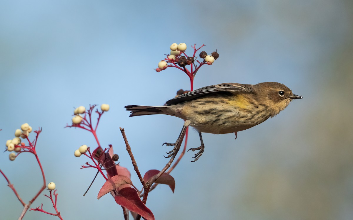 Yellow-rumped Warbler - ML643390680