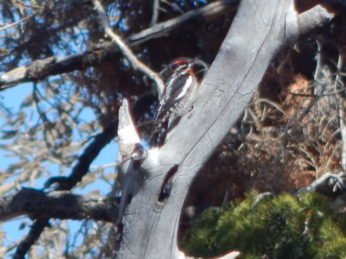Red-naped Sapsucker - ML643390706