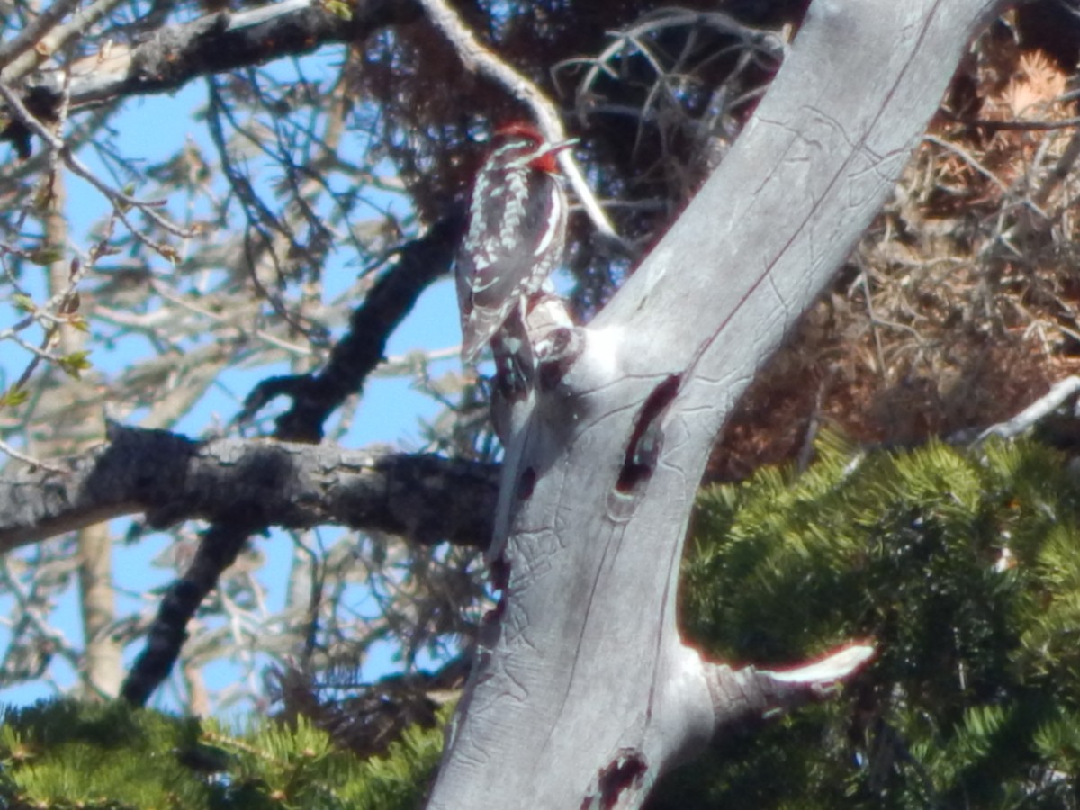 Red-naped Sapsucker - ML643390707