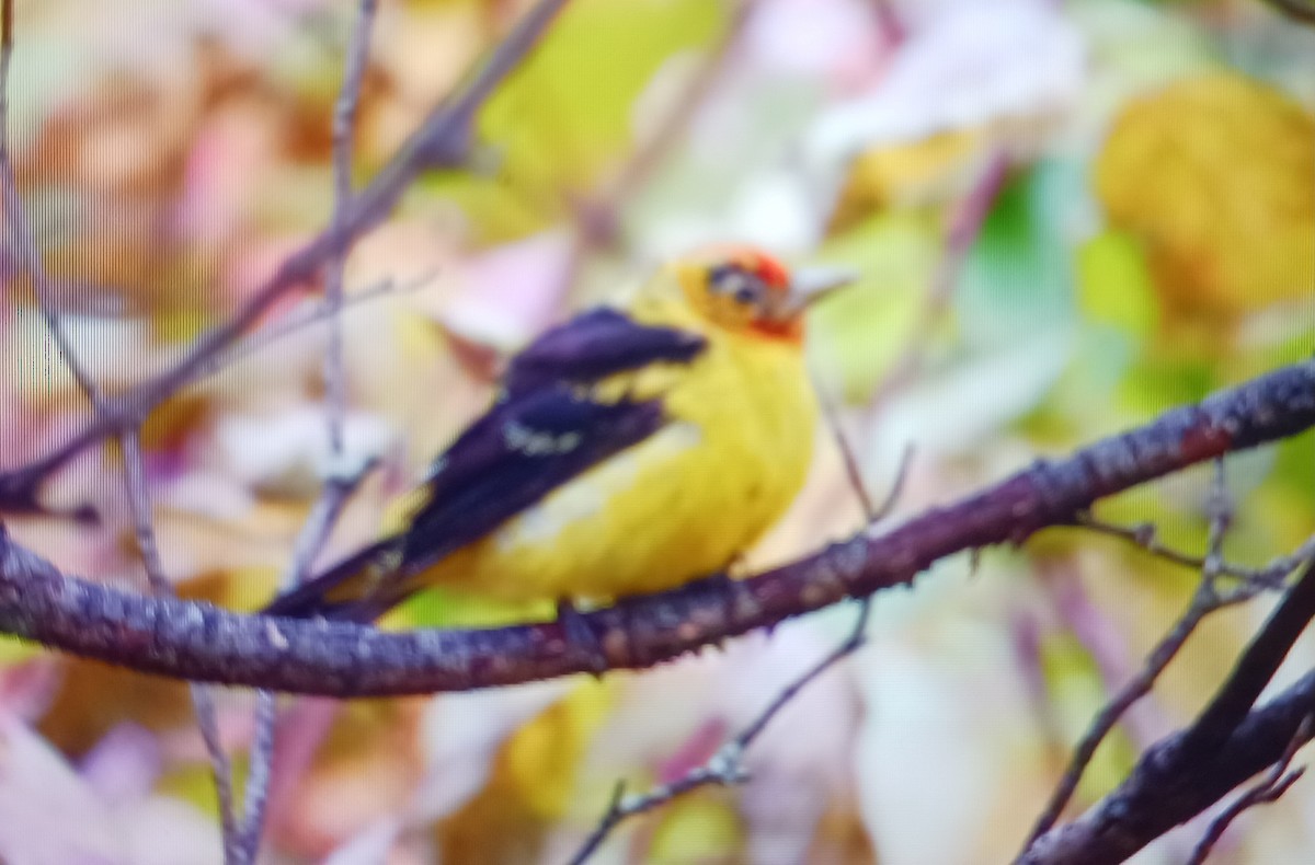 Piranga à tête rouge - ML643390715