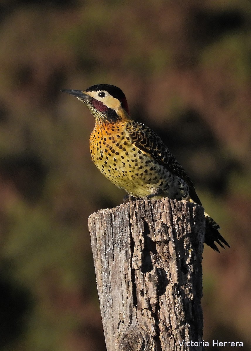 Green-barred Woodpecker - ML643390718