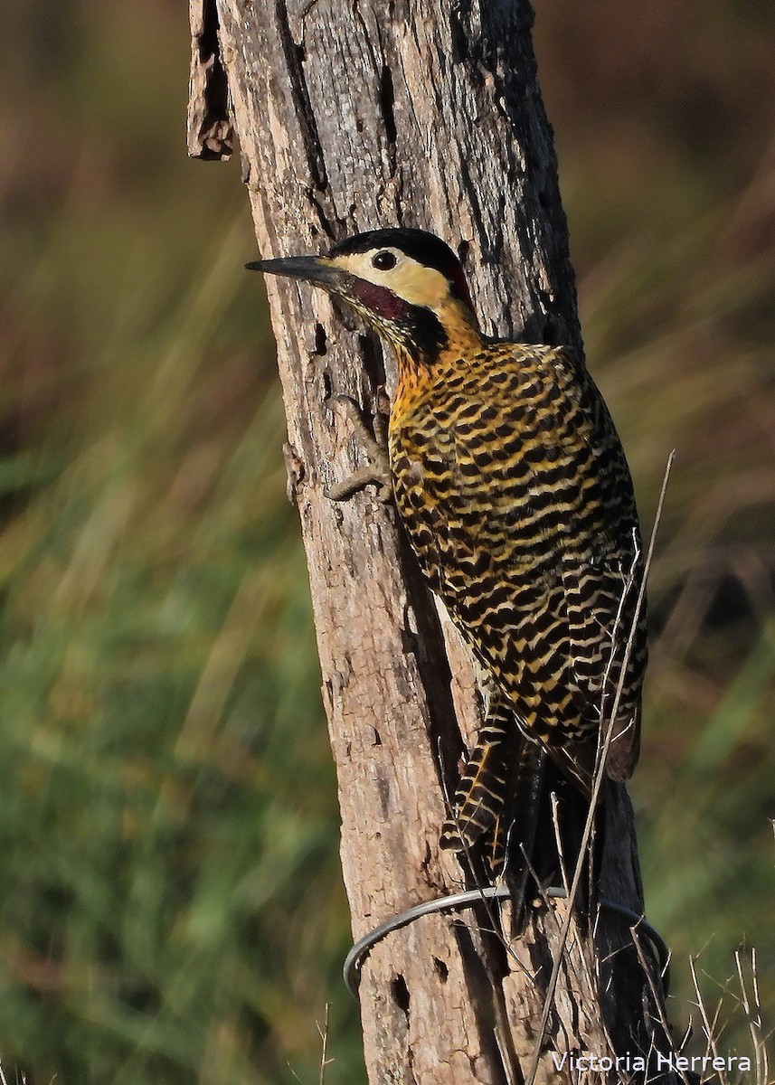 Green-barred Woodpecker - ML643390719