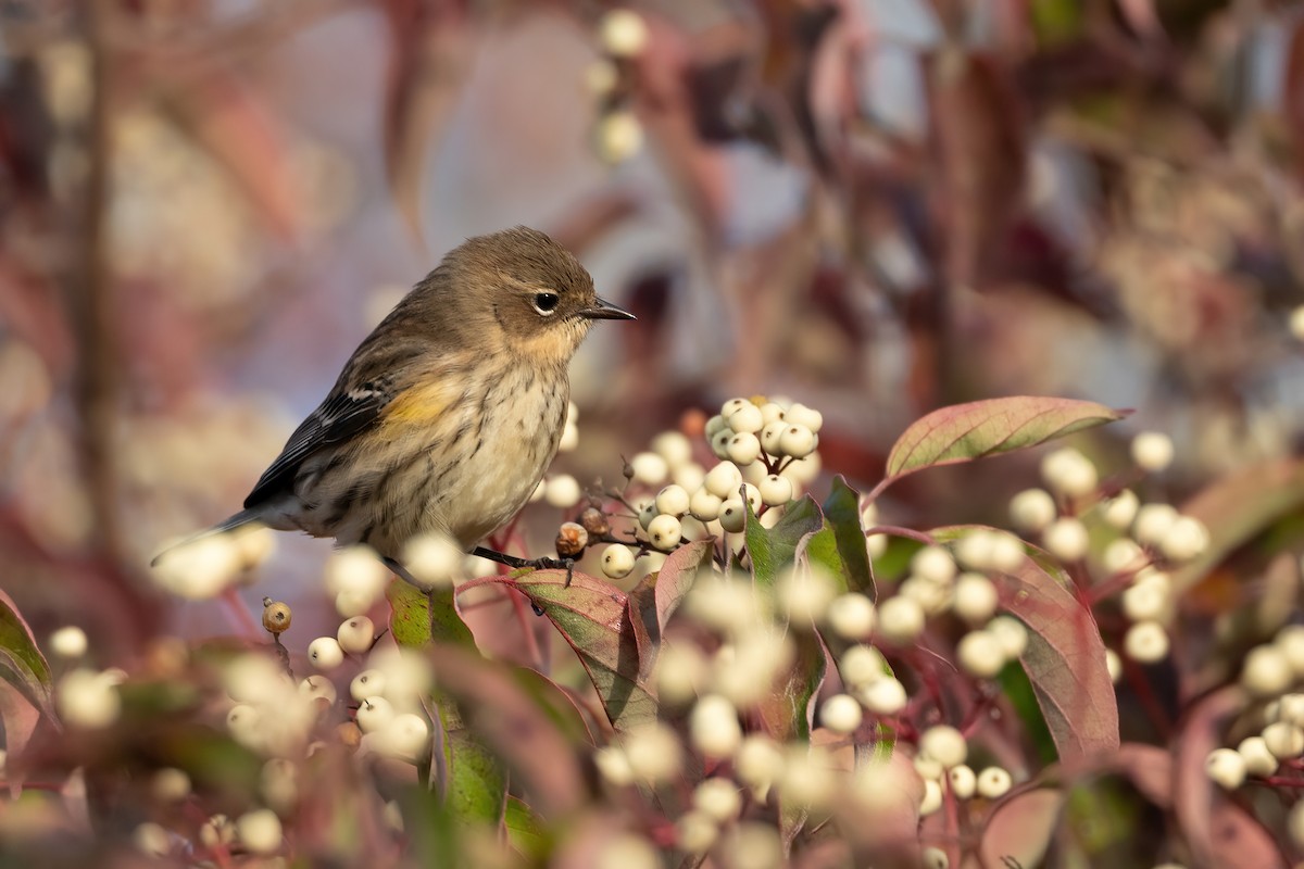 Yellow-rumped Warbler - ML643390722