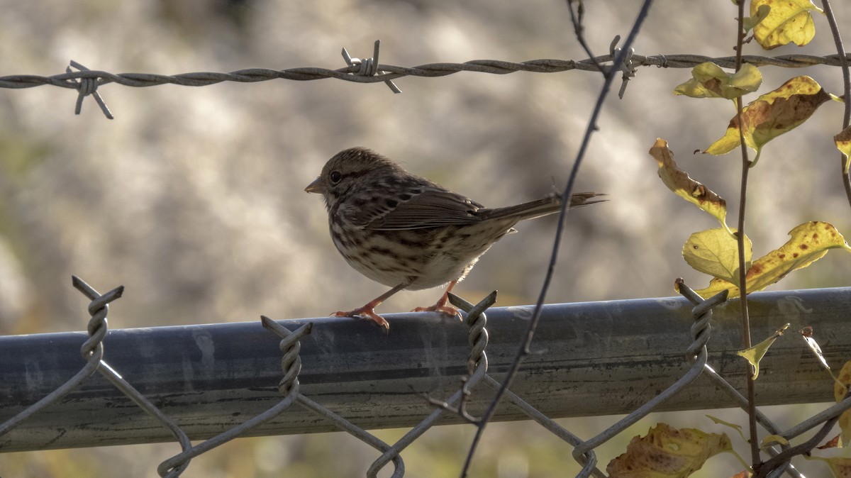 Song Sparrow - ML643390730