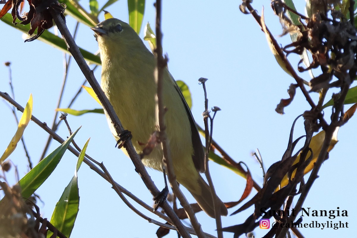 Orange-crowned Warbler - ML643390762