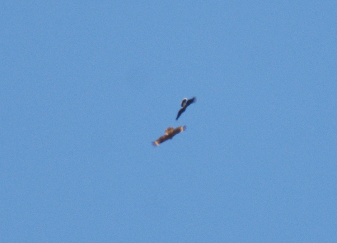 Mountain Caracara - ML643390767