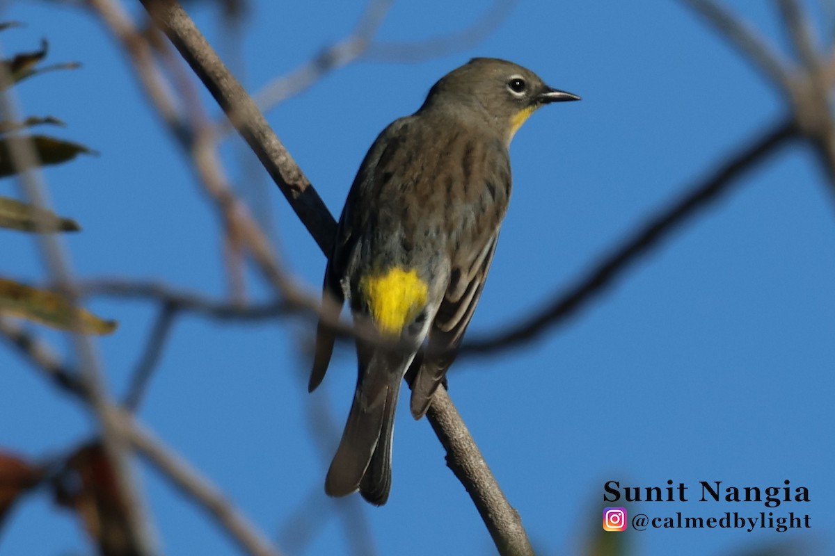 Yellow-rumped Warbler - ML643390783