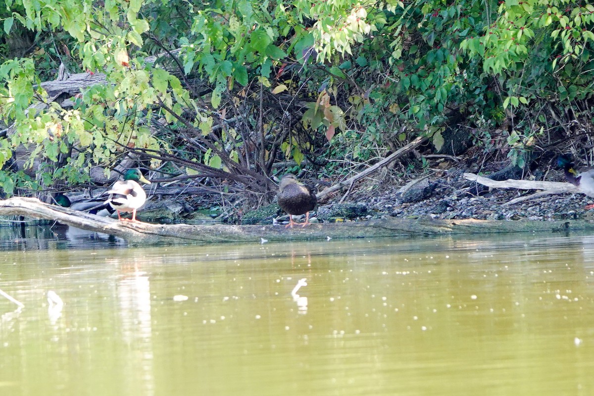 American Black Duck - ML643390794