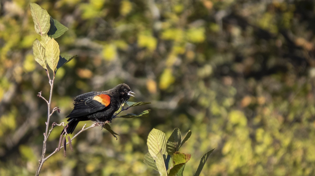 Red-winged Blackbird - ML643390801