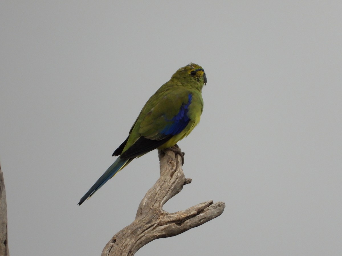 Blue-winged Parrot - ML643390835