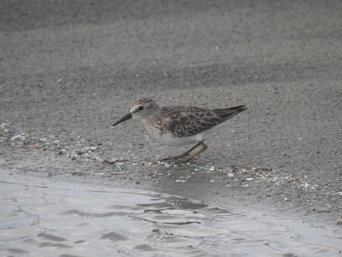 Least Sandpiper - ML643390838