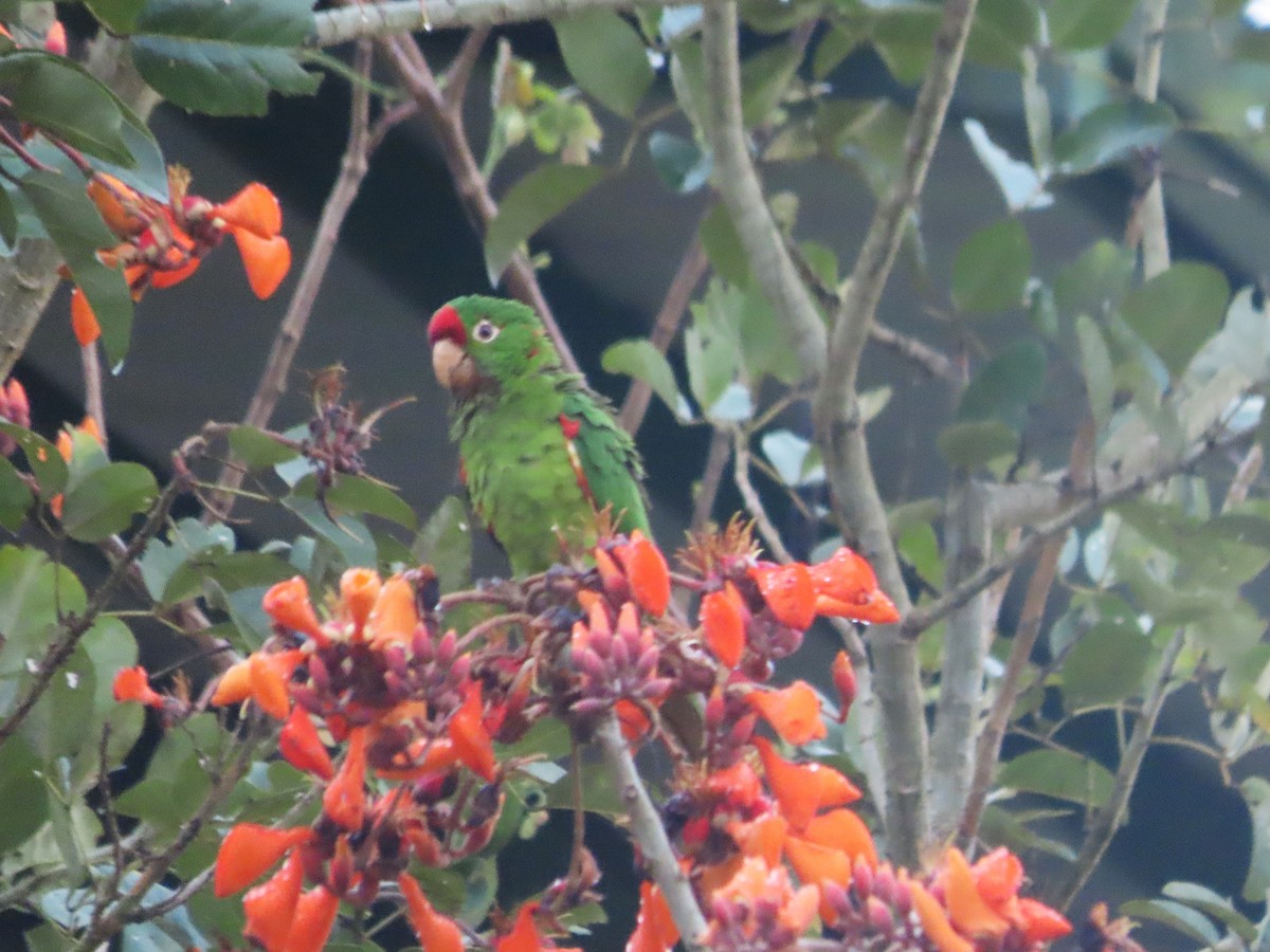 Crimson-fronted Parakeet - ML643390840