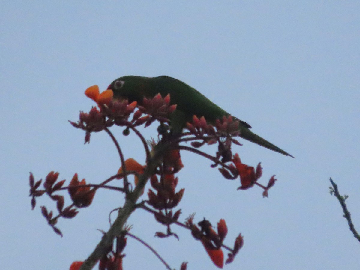 Crimson-fronted Parakeet - ML643390841