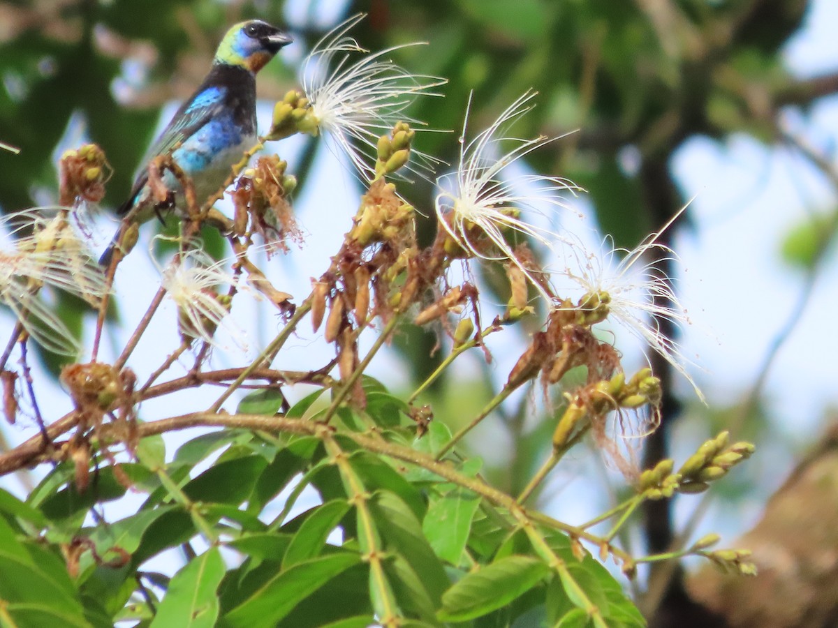 Golden-hooded Tanager - ML643390842