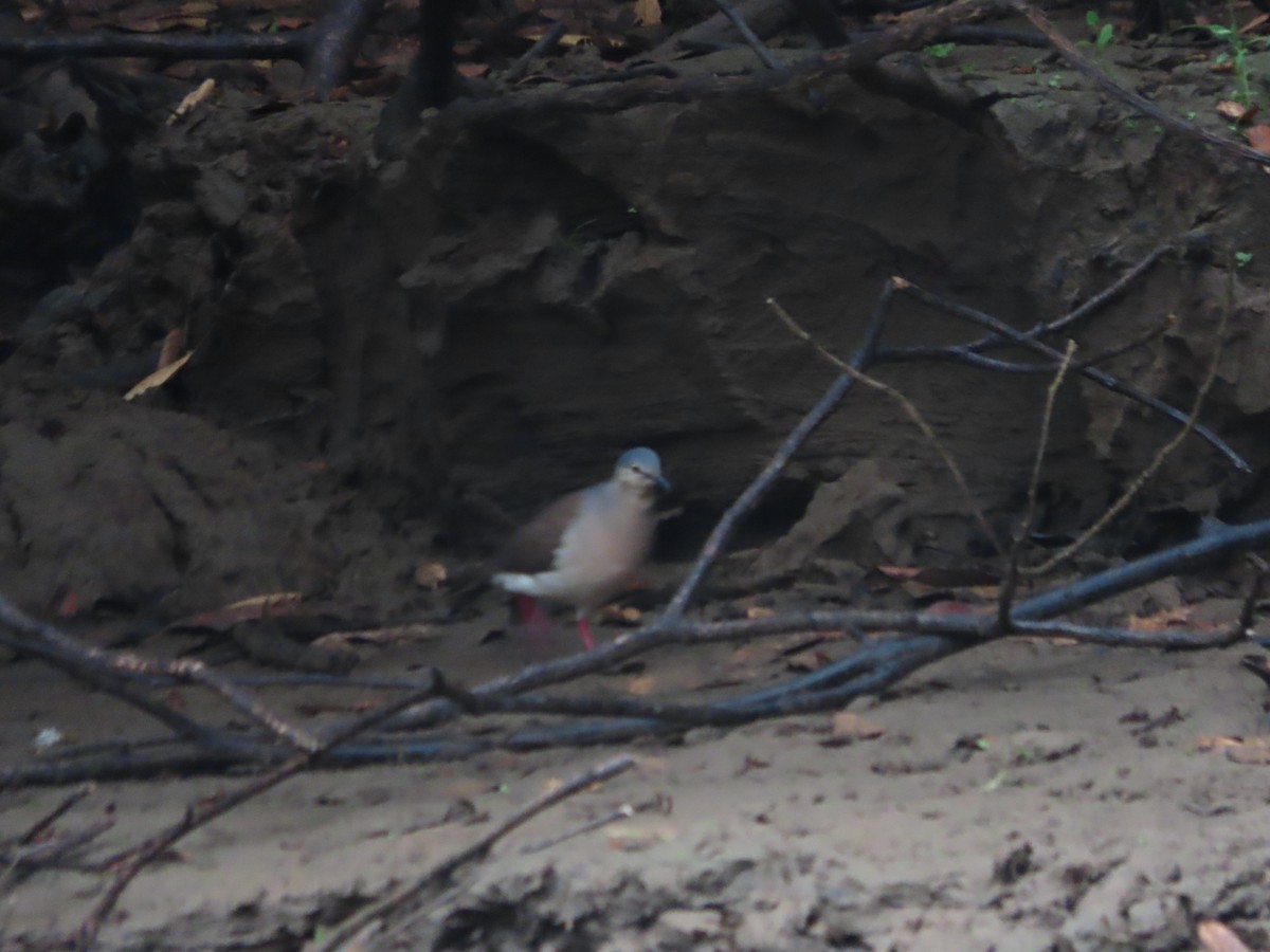 Gray-headed Dove - ML643390854