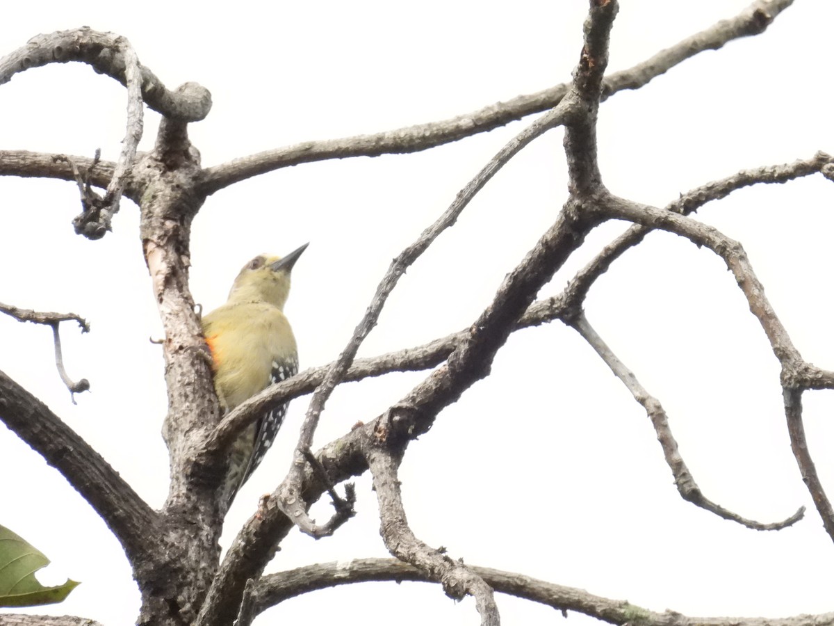 Red-crowned Woodpecker - ML643390864