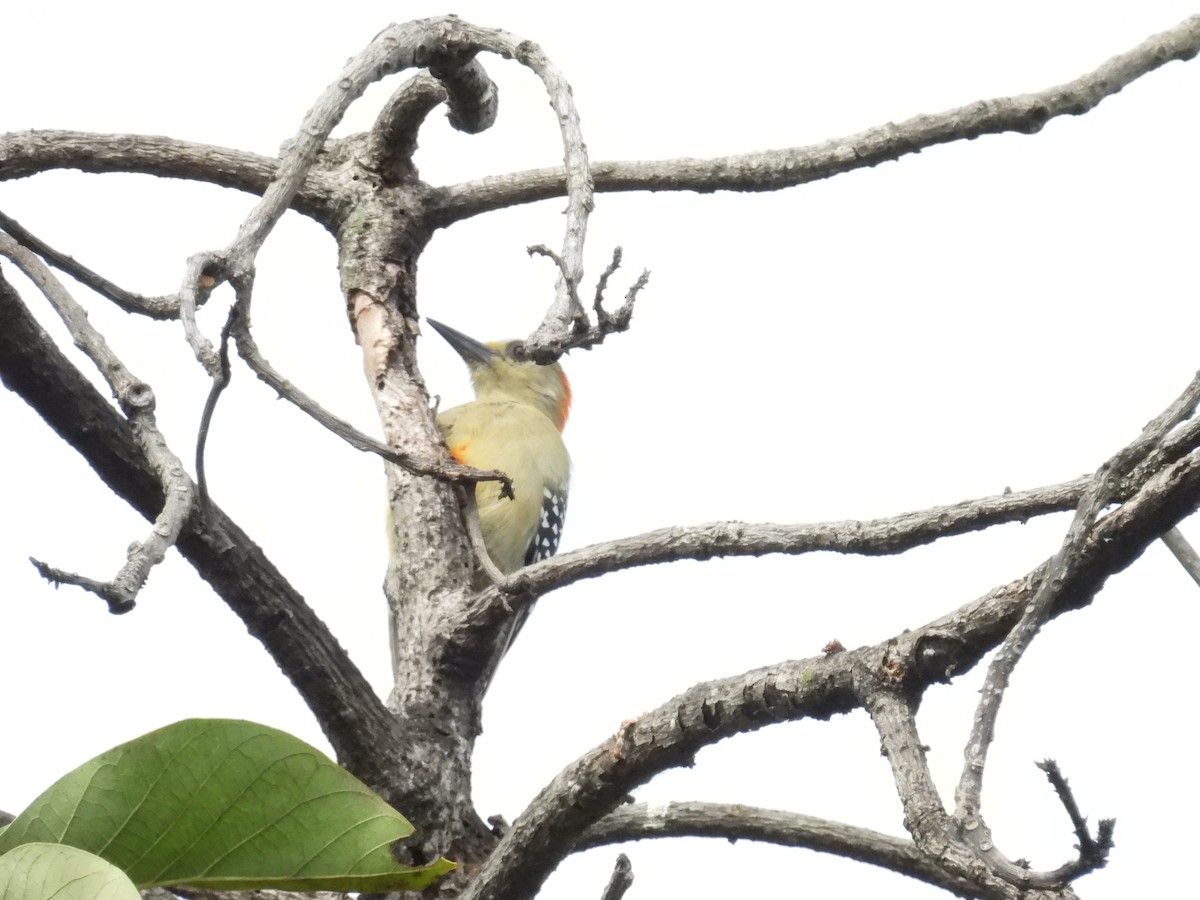 Red-crowned Woodpecker - ML643390865
