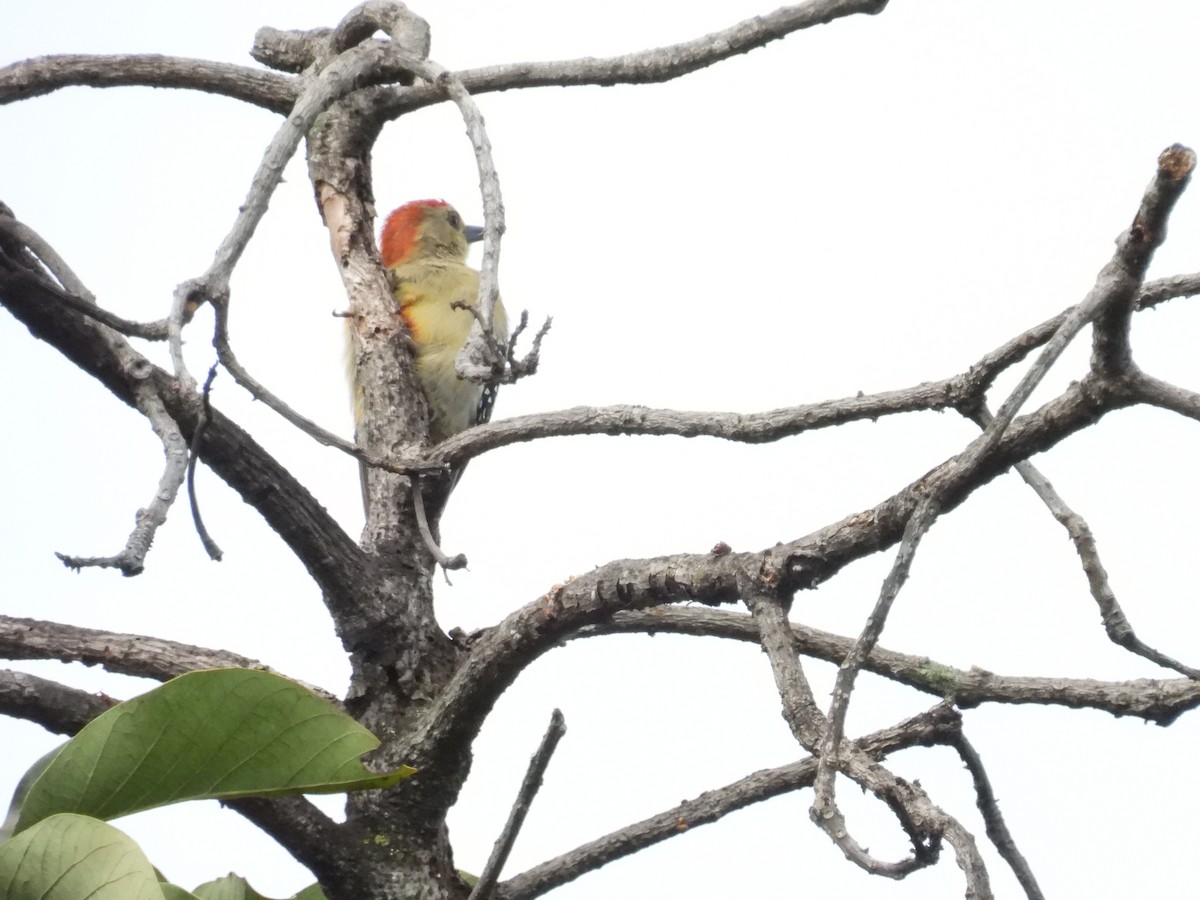 Red-crowned Woodpecker - ML643390867