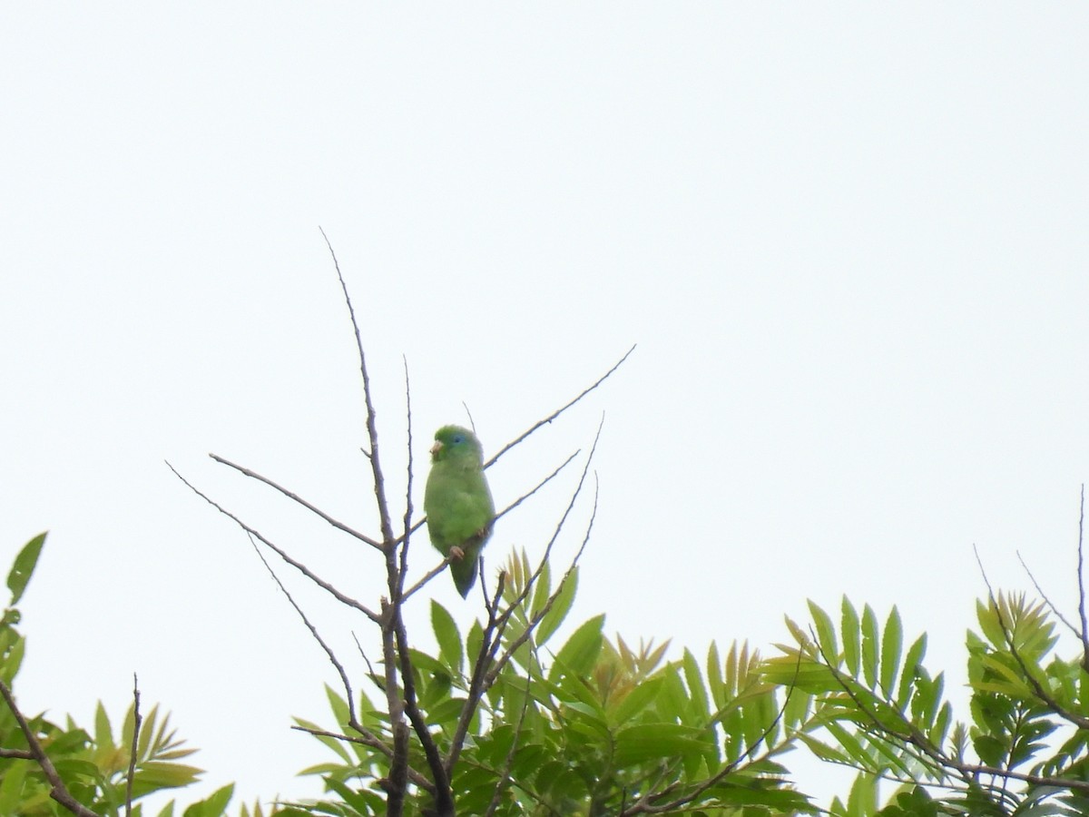 Spectacled Parrotlet - ML643390868