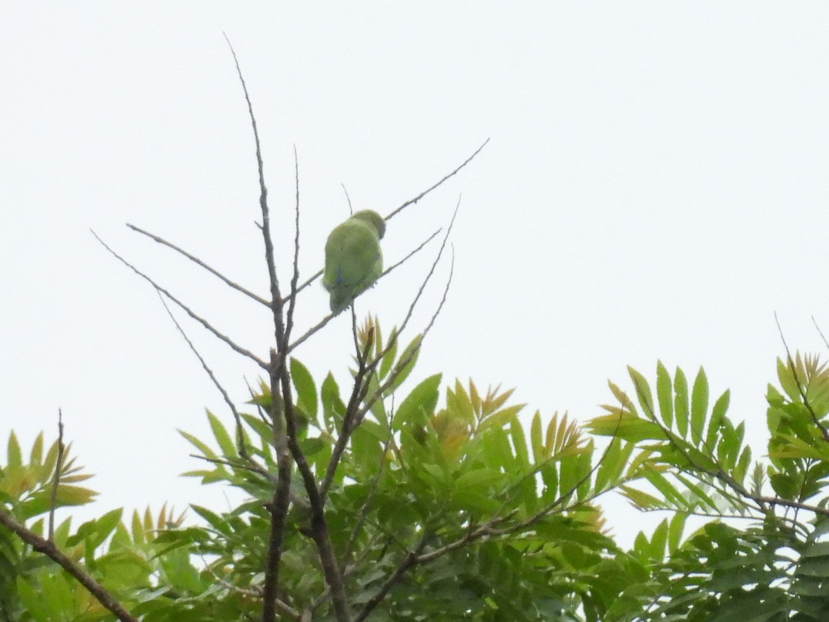 Spectacled Parrotlet - ML643390871