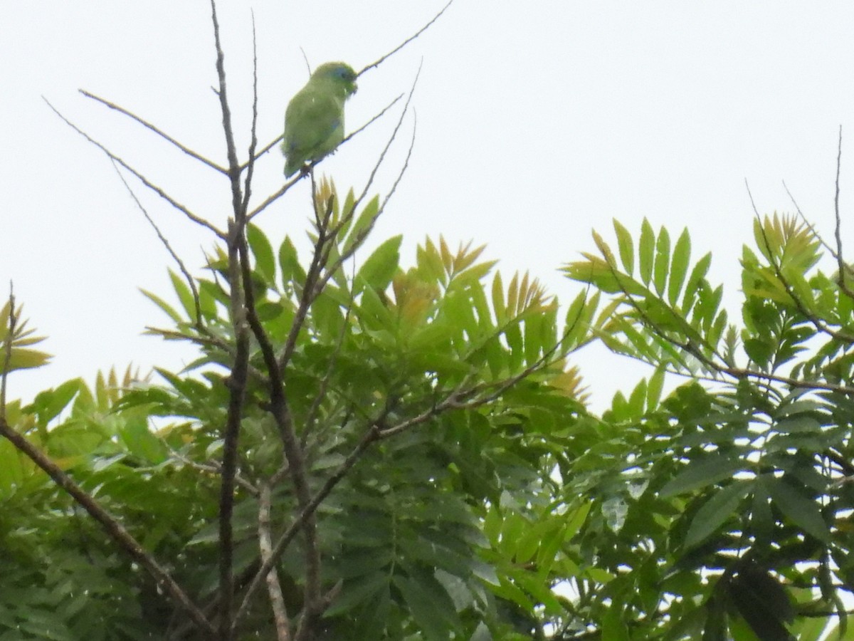 Spectacled Parrotlet - ML643390872